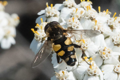 Helophilus obscurus