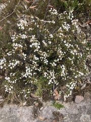 Epacris rigida