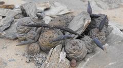 Larryleachia marlothii