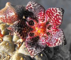 Larryleachia marlothii