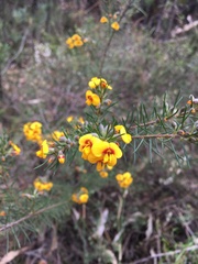 Dillwynia floribunda