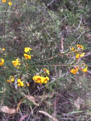 Dillwynia floribunda