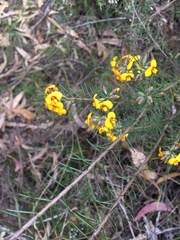Dillwynia floribunda