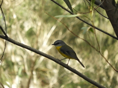 Eopsaltria australis australis