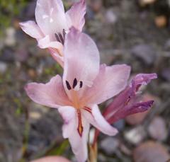 Gladiolus martleyi