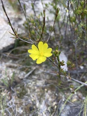 Hibbertia pustulata