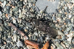 Lasiopogon