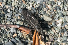 Lasiopogon