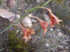 Gladiolus emiliae