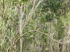 Eopsaltria australis australis