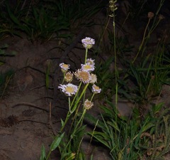 Erigeron glacialis glacialis