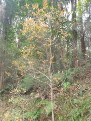 Sphaerophragmiaceae
