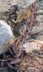 Adromischus maculatus