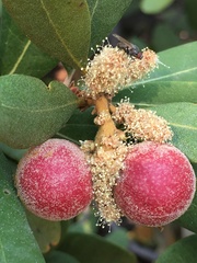 Dryocosmus castanopsidis