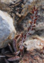 Adromischus maculatus