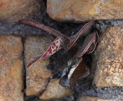 Adromischus maculatus