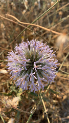 Echinops spinosissimus bithynicus