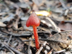 Hygrocybe siccitatipapillata