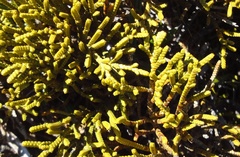 Veronica lycopodioides