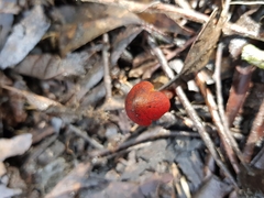 Hygrocybe siccitatipapillata