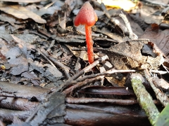 Hygrocybe siccitatipapillata