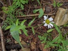 Erigeron arizonicus