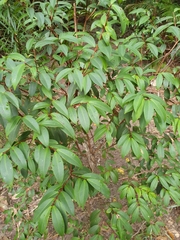 Pilidiostigma glabrum