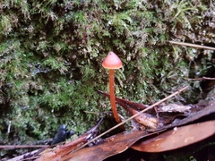 Hygrocybe siccitatipapillata