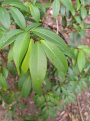 Pilidiostigma glabrum