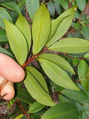 Pilidiostigma glabrum