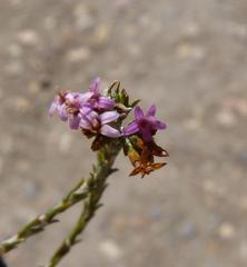 Stoebe rugulosa