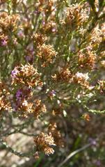 Stoebe rugulosa