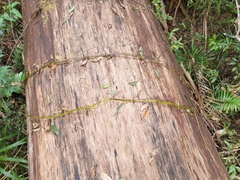 Pseudovanilla foliata