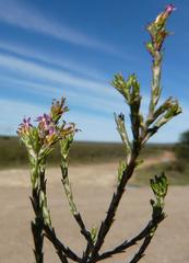 Stoebe rugulosa