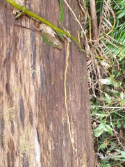 Pseudovanilla foliata