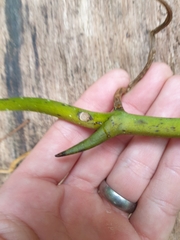 Pseudovanilla foliata