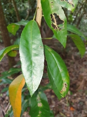 Croton verreauxii