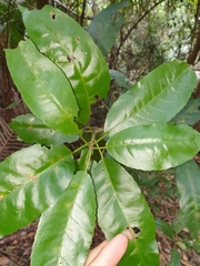 Croton verreauxii
