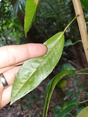 Croton verreauxii