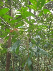 Croton verreauxii