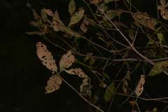 Sphaerophragmiaceae