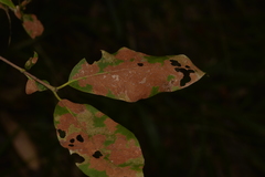 Sphaerophragmiaceae