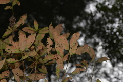 Sphaerophragmiaceae