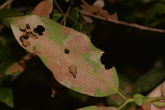 Sphaerophragmiaceae