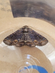 Pericyma cruegeri