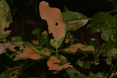 Sphaerophragmiaceae