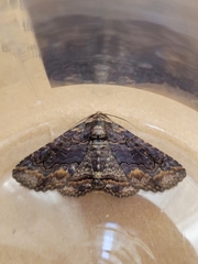 Pericyma cruegeri