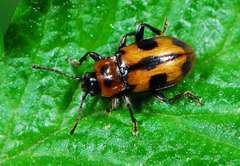 Ancylopus natalensis