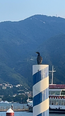 Phalacrocorax carbo