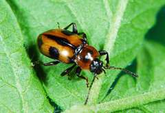 Ancylopus natalensis